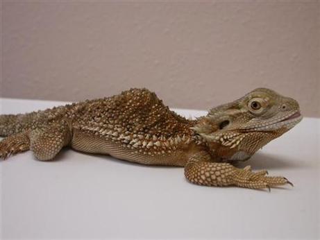 Bearded Dragon with Metabolic Bone Disease