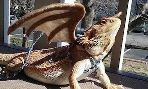 Bearded Dragon with wings and leash on