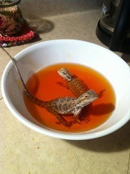 Bearded Dragons in Betadine Bath