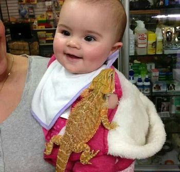 Bearded dragon and baby