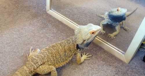 Bearded dragon and glass mirror