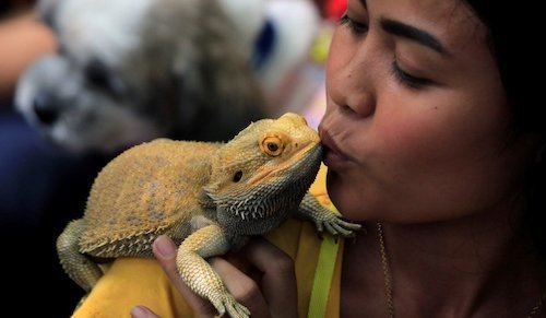 Bearded dragon and owner kissing