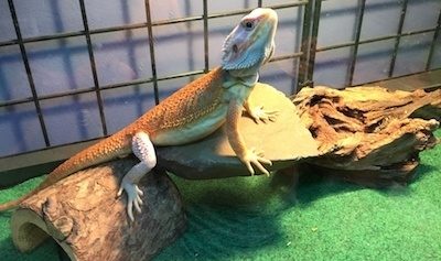 Bearded dragon and reptile carpet