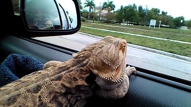 Bearded dragon being held while driving