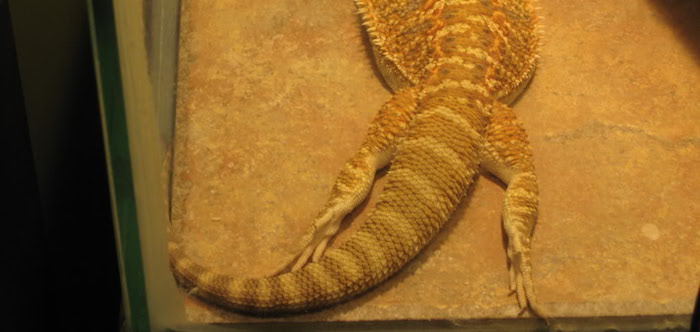 When a bearded dragon reaches its thermal maximum, it will often sit with  its mouth open. This behavior, called gaping, shows that the lizard is at  its optimal temperature for basking. This