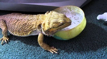 Bearded dragon eating calcium powder