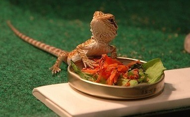 baby bearded dragons eating