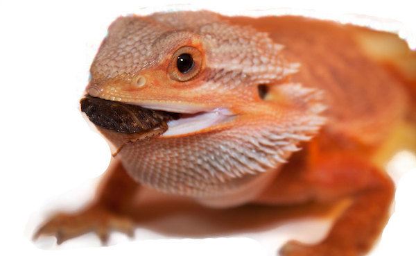 Bearded dragon eating dubia roach