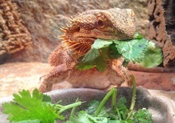 Bearded dragon eating greens