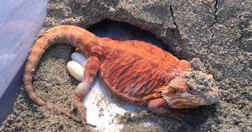 Bearded dragon laying eggs