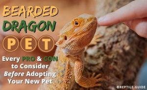 Bearded Dragon Pet Guide: 5 Reasons They May be Right for You...