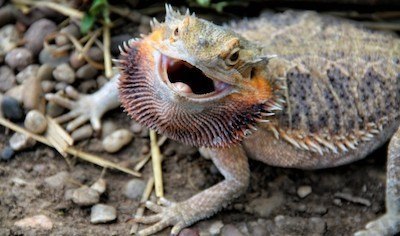 Bearded dragon puffing up