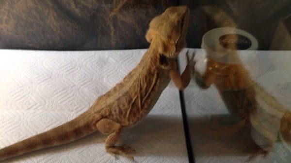 Bearded dragon reflection stress