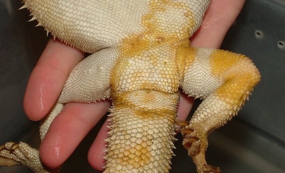 Bearded dragon showing yellow fungus with discolored scales