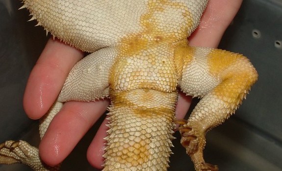 How Do You Know If Your Bearded Dragon Is Sick The Tube How Do You Know If Your Bearded Dragon Is Sick The Tube