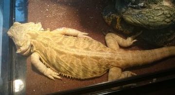 Bearded dragon suffering from hypercalcemia