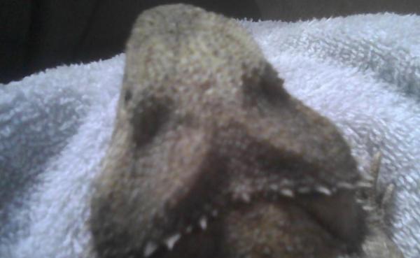 Bearded dragon sunken fat pads