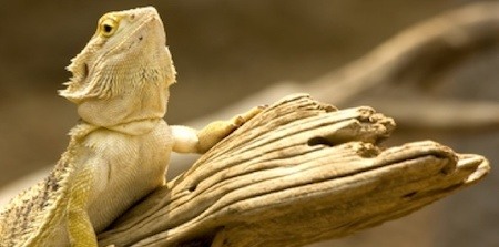 Bearded dragon sunning on a rock