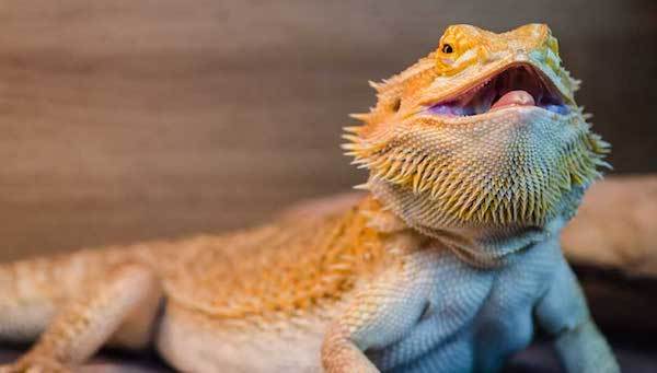 6 Best Thermometers & Hygrometers for Bearded Dragons that Vets Love