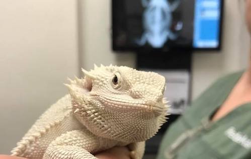 Bearded dragon vet