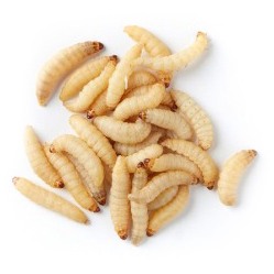 download wax worms for bearded dragons