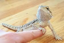 Bearded dragon with owner