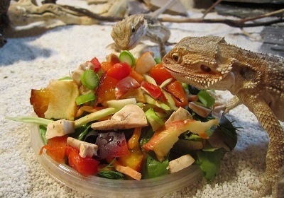 Bearded dragons eating a varied diet