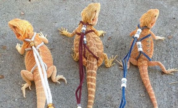 Bearded dragons on a walk