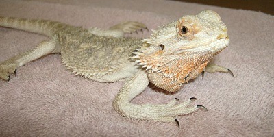 Beardie with MBD