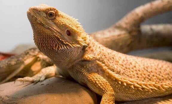 Best basking bulbs for bearded dragons