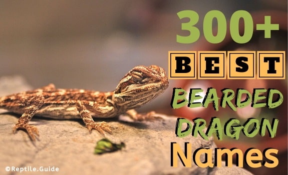 300 Best Bearded Dragon Names You Re Guranteed To Love