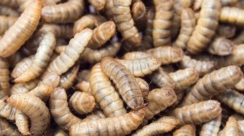 Black Soldier Fly Larvae