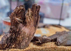 Breeding Crickets