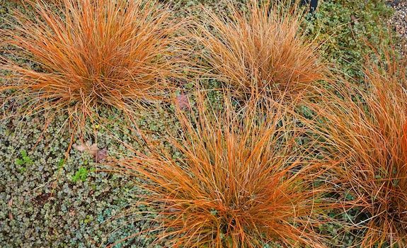 Carex Buchananii