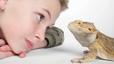 Child and Bearded Dragon Together