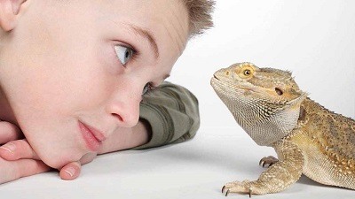 Can Bearded Dragons Cohabitate? - ABDRAGONS