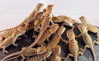 Kopling dari Hatchling Naga Berjenggot