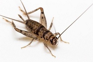 Crickets for Reptiles