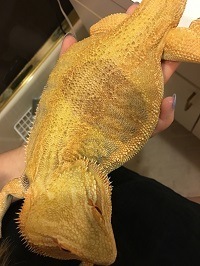 Discolored Bearded Dragon Scales