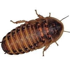 Dubia Roach