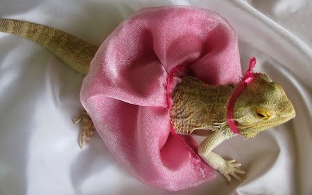 cute baby bearded dragons