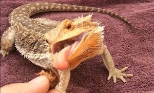 Handing feeding bearded dragon live food