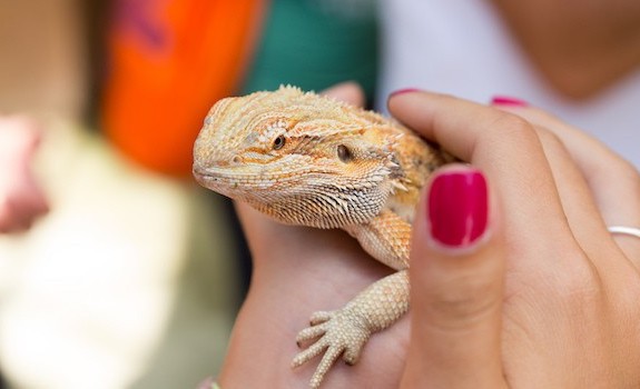 Handling bearded dragons