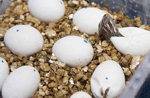 Hatching Bearded Dragon