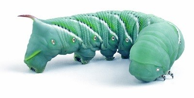 Hornworms