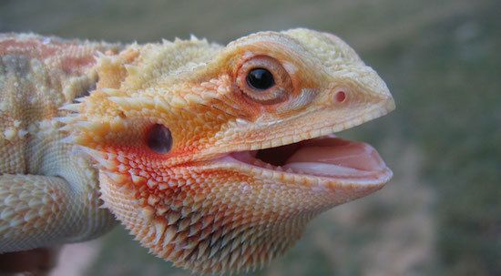 Hot bearded dragon