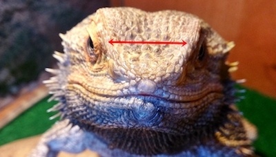 Here's How Many Crickets You Should Feed Your Bearded Dragon...