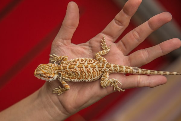 How fast do bearded dragons grow