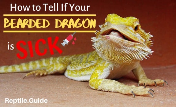 How to Tell if your bearded dragon is sick