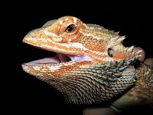 Hungry looking bearded dragon